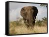 African Elephant Bull, Kruger National Park, Mpumalanga, South Africa, Africa-Toon Ann & Steve-Framed Stretched Canvas