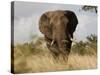 African Elephant Bull, Kruger National Park, Mpumalanga, South Africa, Africa-Toon Ann & Steve-Stretched Canvas