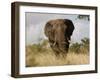 African Elephant Bull, Kruger National Park, Mpumalanga, South Africa, Africa-Toon Ann & Steve-Framed Photographic Print