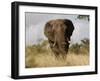 African Elephant Bull, Kruger National Park, Mpumalanga, South Africa, Africa-Toon Ann & Steve-Framed Photographic Print