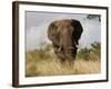 African Elephant Bull, Kruger National Park, Mpumalanga, South Africa, Africa-Toon Ann & Steve-Framed Photographic Print