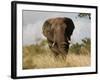 African Elephant Bull, Kruger National Park, Mpumalanga, South Africa, Africa-Toon Ann & Steve-Framed Photographic Print