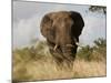 African Elephant Bull, Kruger National Park, Mpumalanga, South Africa, Africa-Toon Ann & Steve-Mounted Photographic Print