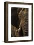 African elephant bull (Loxodonta africana), Zimanga private game reserve, KwaZulu-Natal-Ann and Steve Toon-Framed Photographic Print