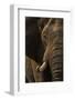 African elephant bull (Loxodonta africana), Zimanga private game reserve, KwaZulu-Natal-Ann and Steve Toon-Framed Photographic Print