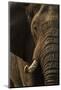 African elephant bull (Loxodonta africana), Zimanga private game reserve, KwaZulu-Natal-Ann and Steve Toon-Mounted Photographic Print
