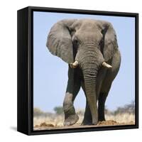 African Elephant Bull-null-Framed Stretched Canvas