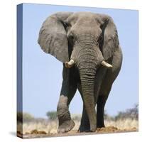 African Elephant Bull-null-Stretched Canvas