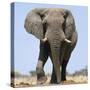 African Elephant Bull-null-Stretched Canvas