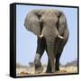 African Elephant Bull-null-Framed Stretched Canvas