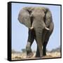 African Elephant Bull-null-Framed Stretched Canvas