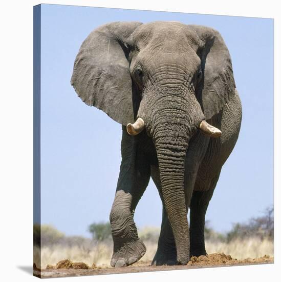 African Elephant Bull-null-Stretched Canvas