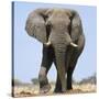 African Elephant Bull-null-Stretched Canvas