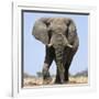 African Elephant Bull-null-Framed Photographic Print