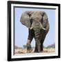 African Elephant Bull-null-Framed Photographic Print