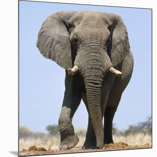 African Elephant Bull-null-Mounted Photographic Print
