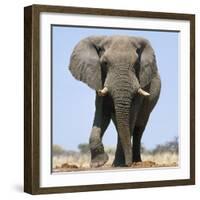 African Elephant Bull-null-Framed Photographic Print