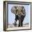 African Elephant Bull-null-Framed Photographic Print