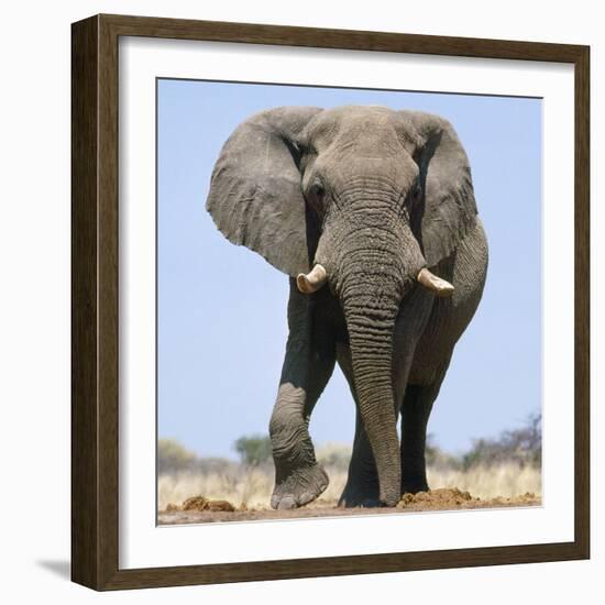 African Elephant Bull-null-Framed Photographic Print