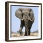 African Elephant Bull-null-Framed Photographic Print