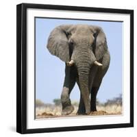 African Elephant Bull-null-Framed Photographic Print