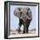 African Elephant Bull-null-Framed Photographic Print