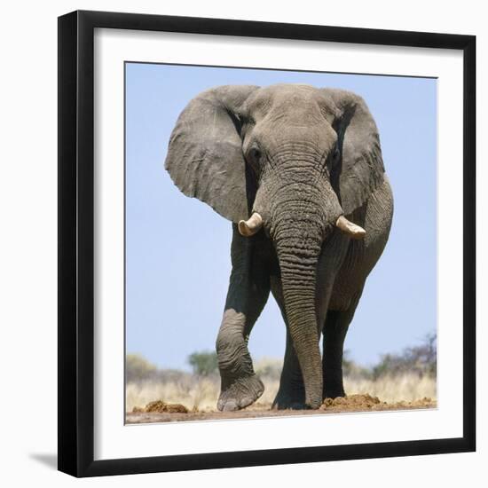 African Elephant Bull-null-Framed Photographic Print