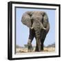 African Elephant Bull-null-Framed Photographic Print