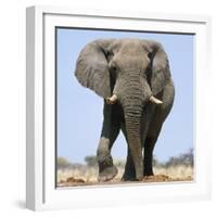 African Elephant Bull-null-Framed Photographic Print