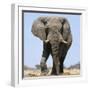 African Elephant Bull-null-Framed Photographic Print