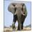 African Elephant Bull-null-Mounted Photographic Print