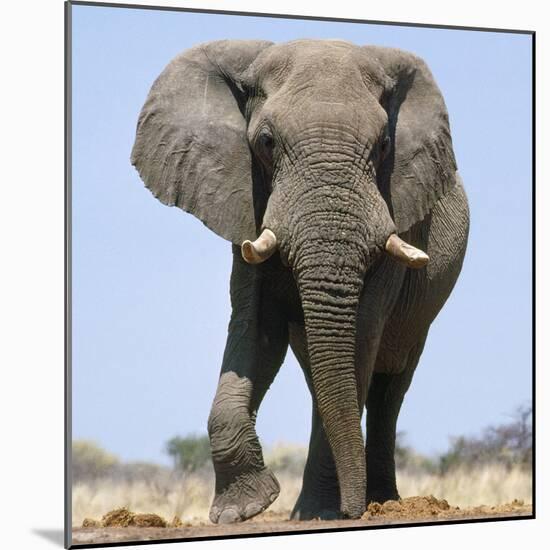 African Elephant Bull-null-Mounted Photographic Print