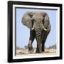 African Elephant Bull-null-Framed Photographic Print