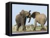 African Elephant, Bulls Fighting at Waterhole, Zebra in Background, Etosha National Park, Namibia-Tony Heald-Framed Stretched Canvas
