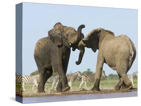 African Elephant, Bulls Fighting at Waterhole, Zebra in Background, Etosha National Park, Namibia-Tony Heald-Stretched Canvas