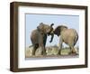 African Elephant, Bulls Fighting at Waterhole, Zebra in Background, Etosha National Park, Namibia-Tony Heald-Framed Premium Photographic Print