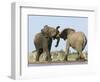 African Elephant, Bulls Fighting at Waterhole, Zebra in Background, Etosha National Park, Namibia-Tony Heald-Framed Premium Photographic Print