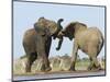 African Elephant, Bulls Fighting at Waterhole, Zebra in Background, Etosha National Park, Namibia-Tony Heald-Mounted Premium Photographic Print