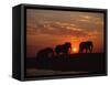 African Elephant Bulls Silhouetted at Sunset, Chobe National Park, Botswana-Richard Du Toit-Framed Stretched Canvas