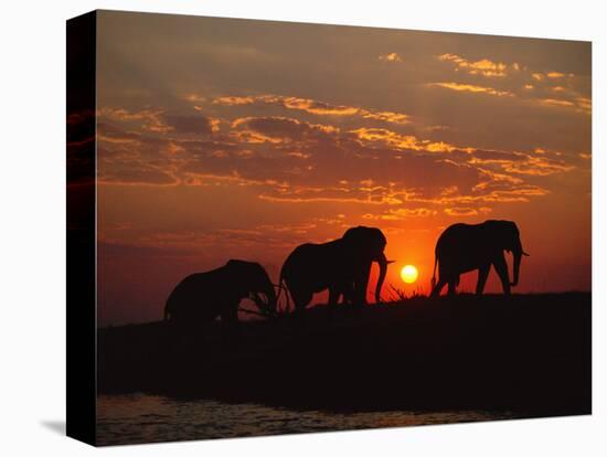 African Elephant Bulls Silhouetted at Sunset, Chobe National Park, Botswana-Richard Du Toit-Stretched Canvas