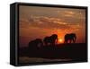African Elephant Bulls Silhouetted at Sunset, Chobe National Park, Botswana-Richard Du Toit-Framed Stretched Canvas