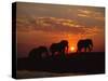 African Elephant Bulls Silhouetted at Sunset, Chobe National Park, Botswana-Richard Du Toit-Stretched Canvas