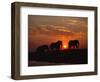 African Elephant Bulls Silhouetted at Sunset, Chobe National Park, Botswana-Richard Du Toit-Framed Premium Photographic Print