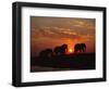 African Elephant Bulls Silhouetted at Sunset, Chobe National Park, Botswana-Richard Du Toit-Framed Premium Photographic Print