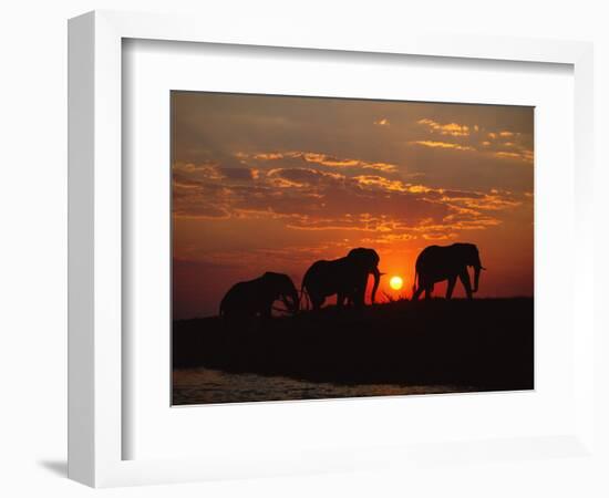 African Elephant Bulls Silhouetted at Sunset, Chobe National Park, Botswana-Richard Du Toit-Framed Premium Photographic Print