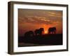 African Elephant Bulls Silhouetted at Sunset, Chobe National Park, Botswana-Richard Du Toit-Framed Premium Photographic Print