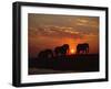 African Elephant Bulls Silhouetted at Sunset, Chobe National Park, Botswana-Richard Du Toit-Framed Premium Photographic Print