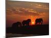 African Elephant Bulls Silhouetted at Sunset, Chobe National Park, Botswana-Richard Du Toit-Mounted Premium Photographic Print