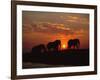 African Elephant Bulls Silhouetted at Sunset, Chobe National Park, Botswana-Richard Du Toit-Framed Photographic Print