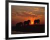 African Elephant Bulls Silhouetted at Sunset, Chobe National Park, Botswana-Richard Du Toit-Framed Photographic Print